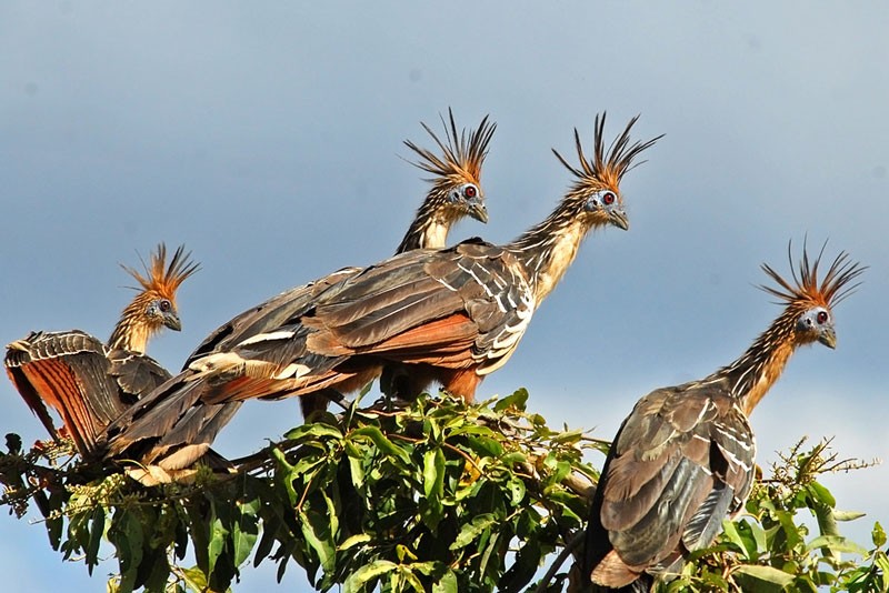  Gà móng hoang dã là loài duy nhất trong chi Opisthocomus, là chi duy nhất còn tồn tại của họ Opisthocomidae.